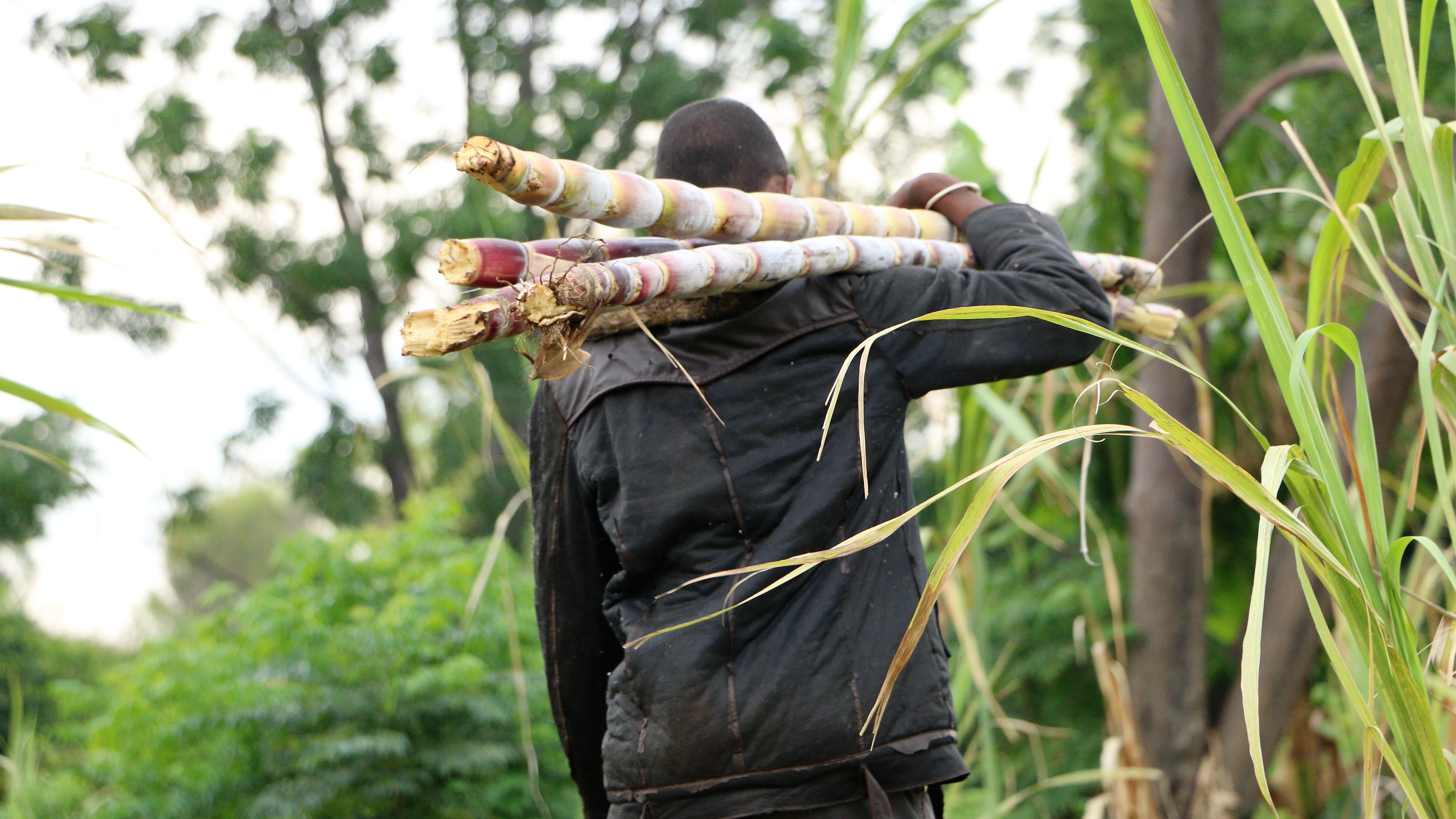 THE PRODUCTION OF ETHANOL IN MADAGASCAR