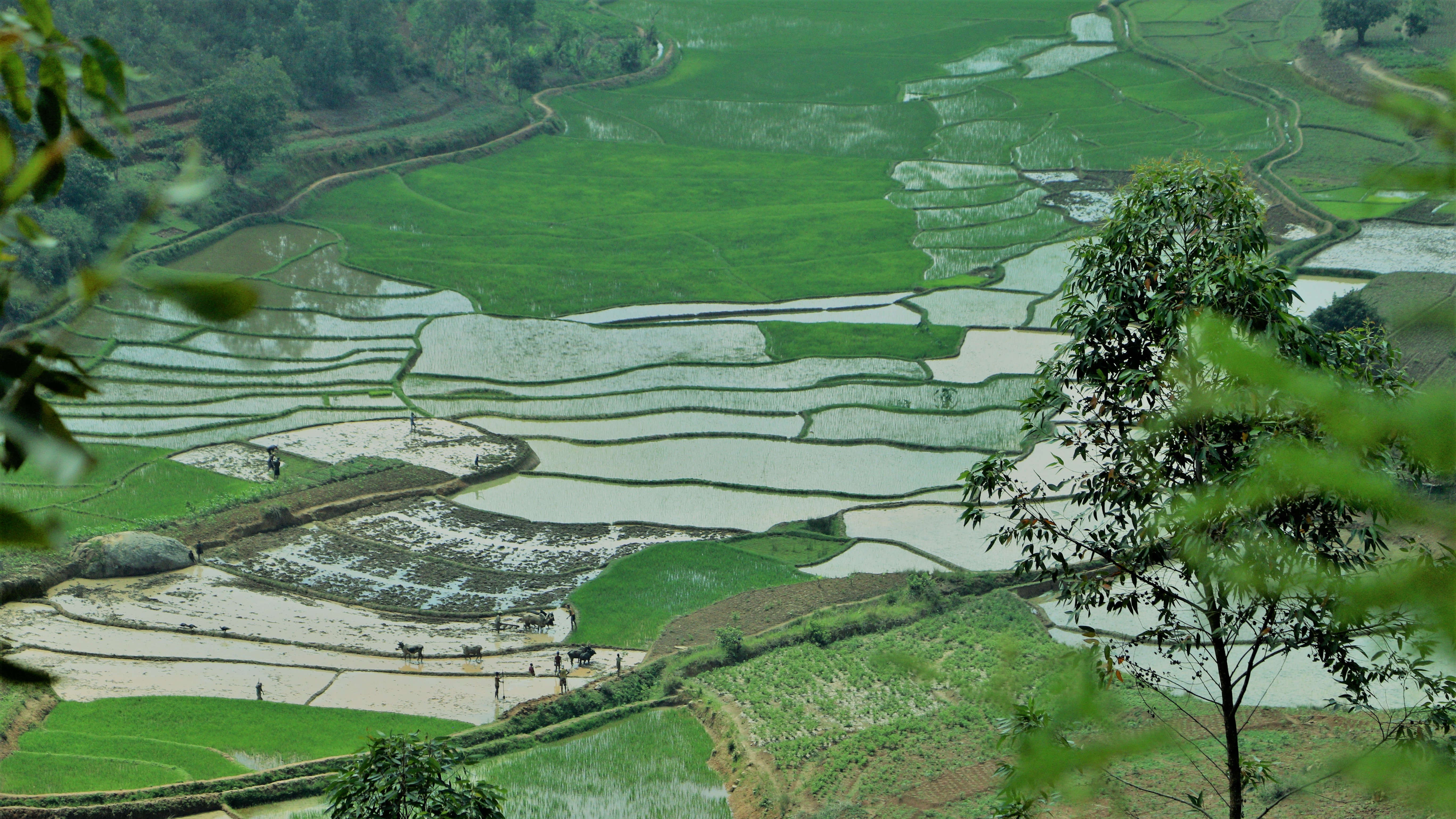 Rice-planting season / November / Fianarantsoa